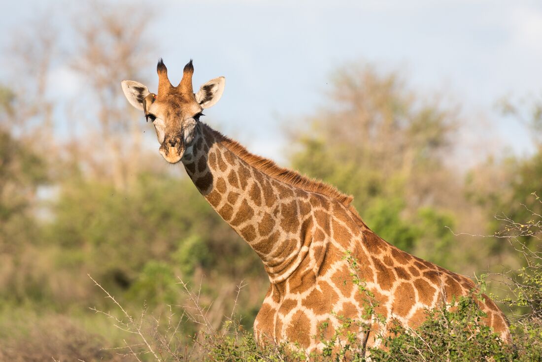 Giraffe stands with bird resting on its head in Kruger National Park