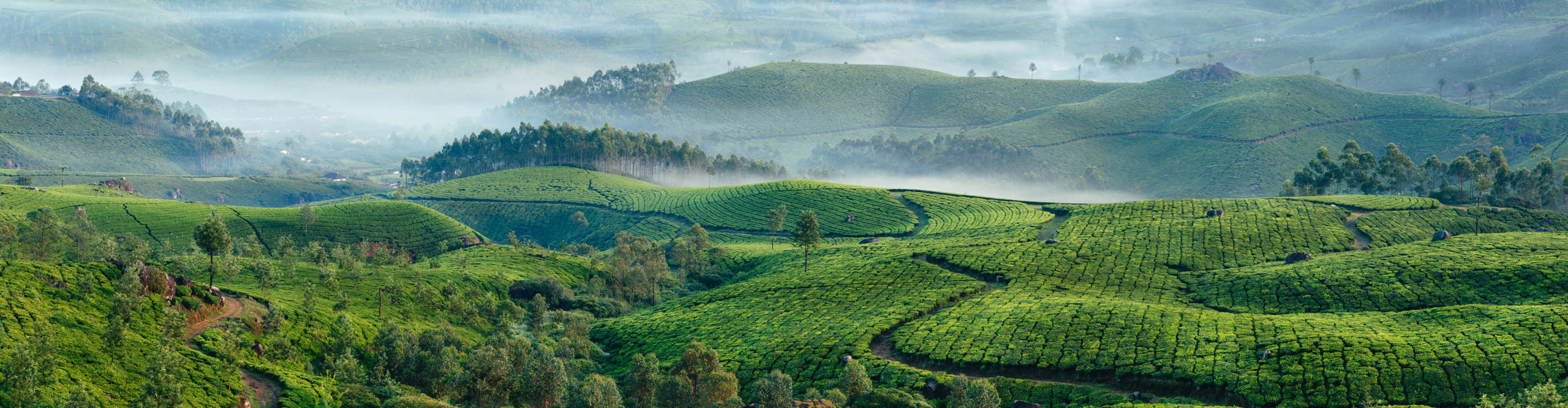 Misty munnar tea plantations over the rolling hills in early morning at sunrise, Kerala, India