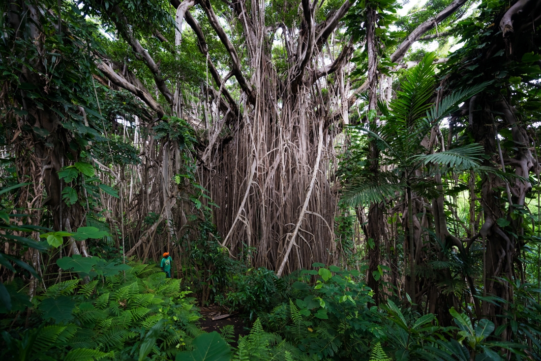 Intrepid traveller looks onto giant bayan tree in the rainforests of Tanna island, Vanuatu