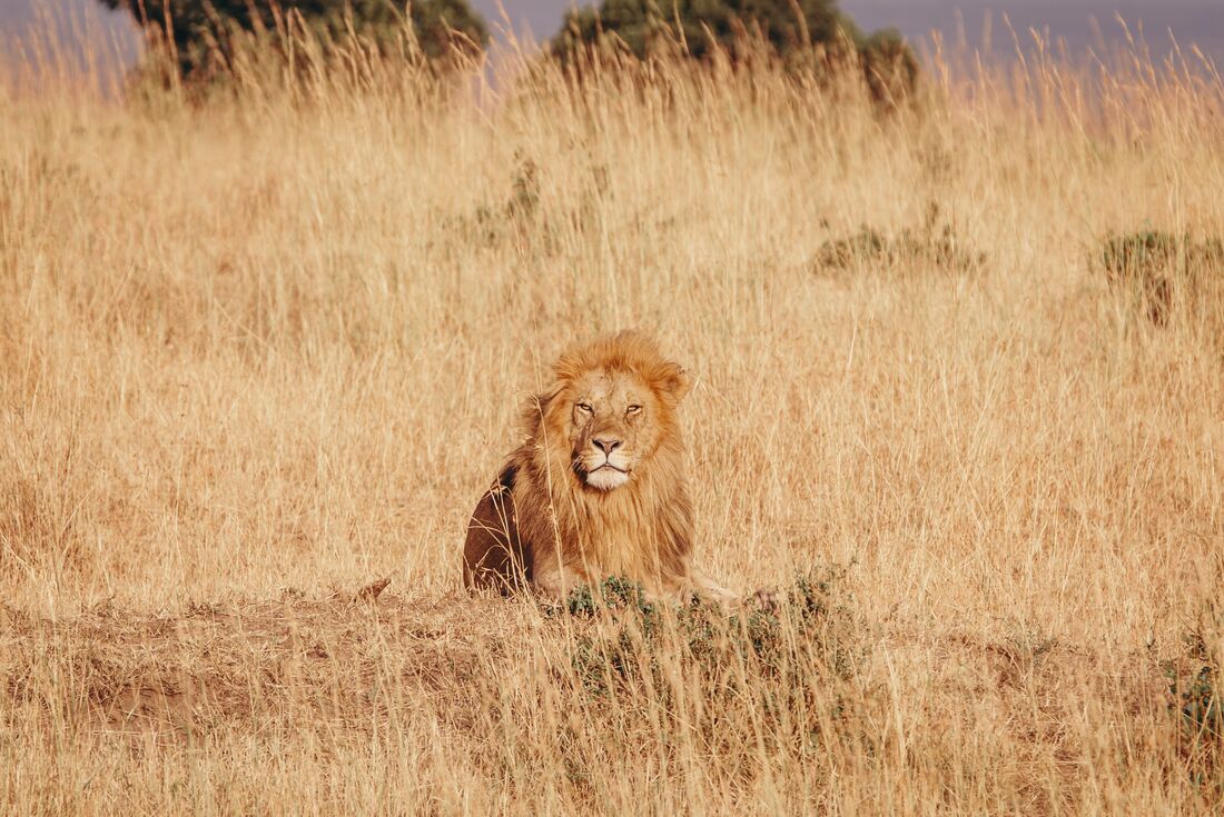 kenya_masai-mara_lion