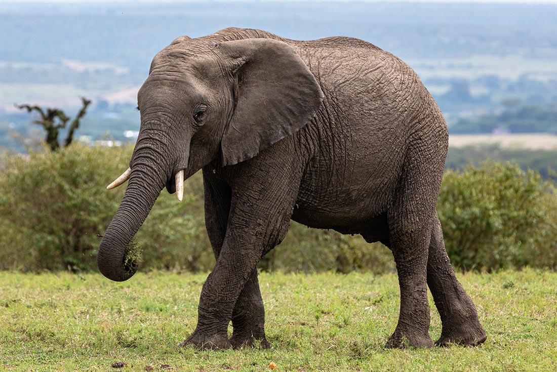 Elephants on Masai Mara game drive, Kenya