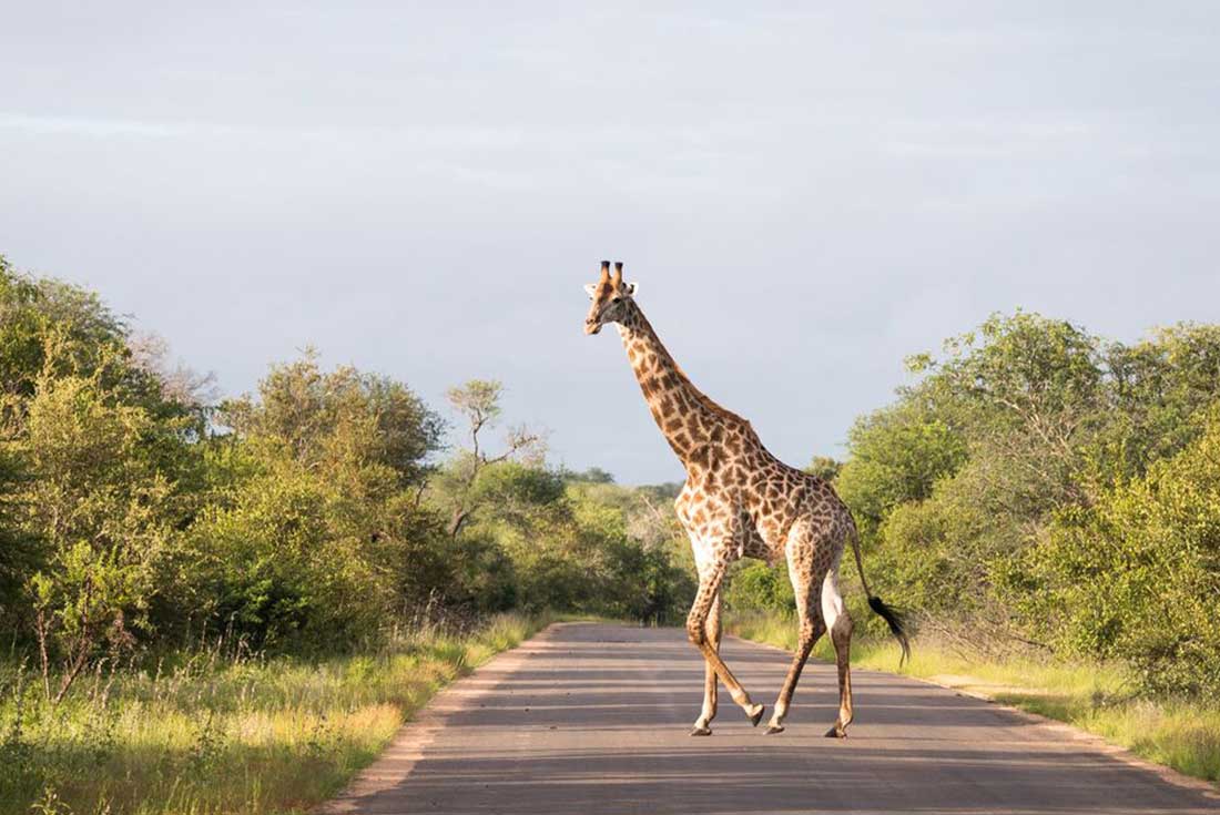 Giraffe stands in middle of road in Kruger National Park