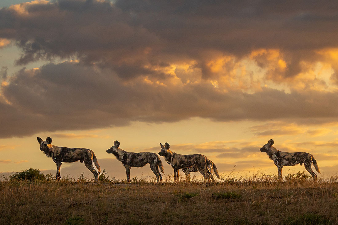 A pack of four endangered painted dogs at sunset in Africa.