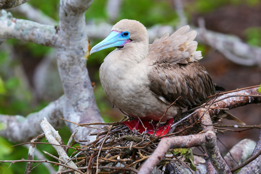 Red-footed booby, Isla Genovesa, Galapagos Islands