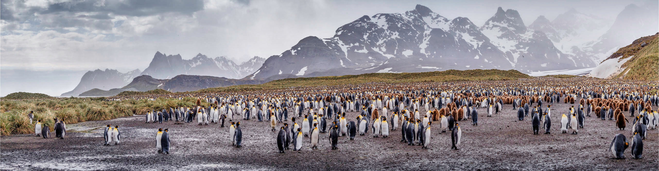 Large colony of King penguins at Salisbury plain, South Georgia Island, Southern Atlantic Ocean.