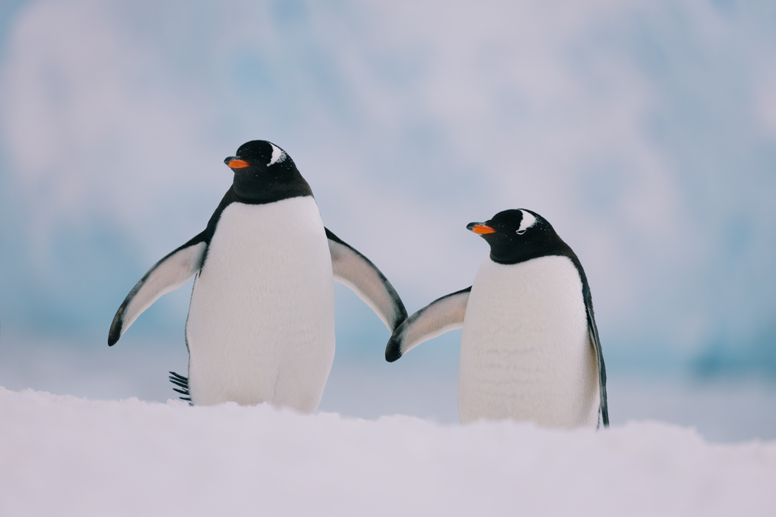 Penguins in the Antarctic