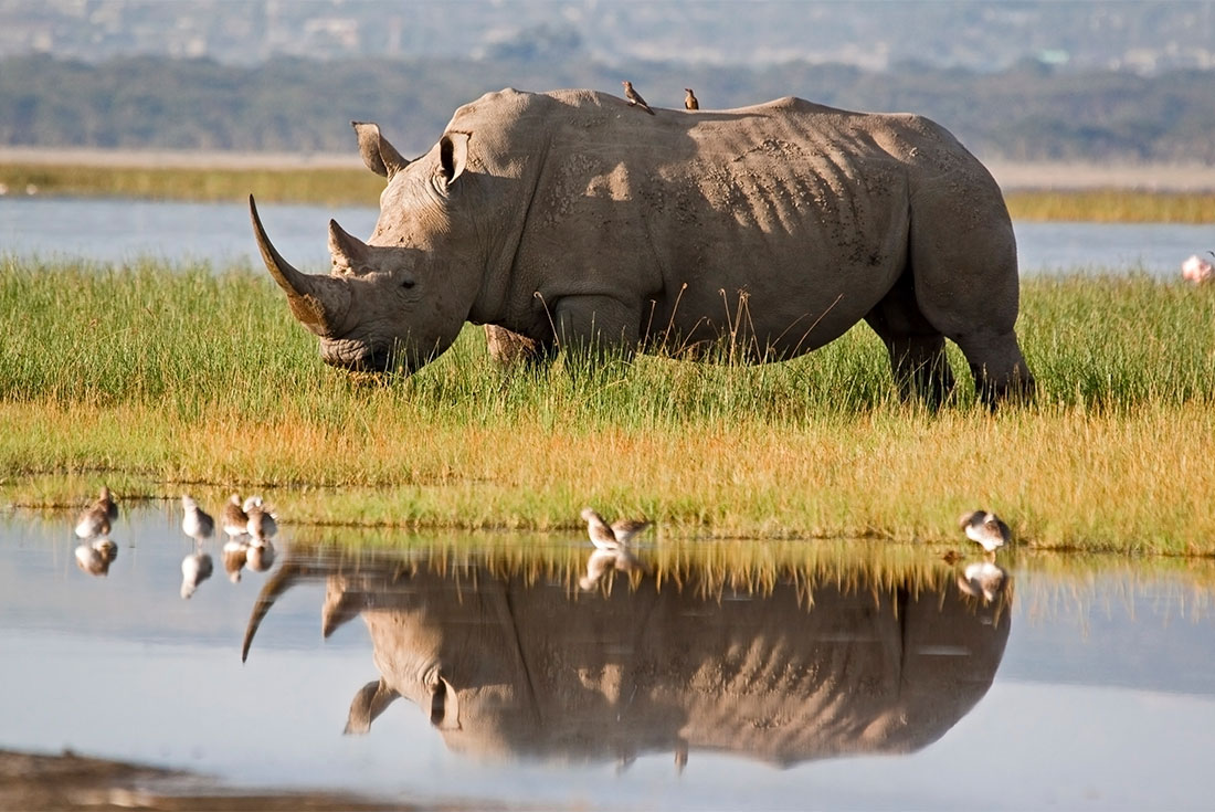 White rhinoceros, Lake Nakuru NP