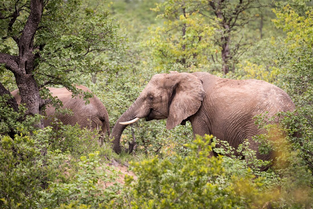 Pair of elephants graze in Kruger National Park