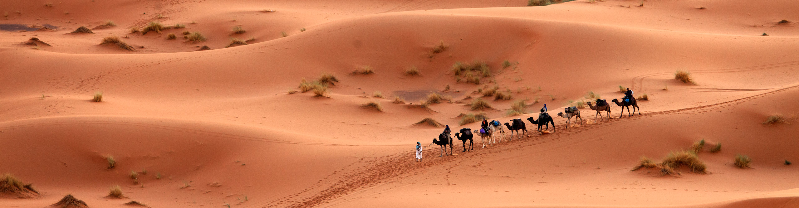 Camel ride caravan on the red sand of the Sahara desert, Tunisia