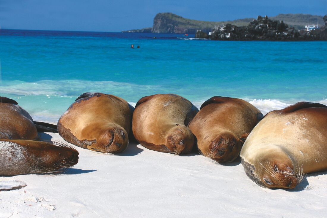 Sea lions rest on beach in Galapagos