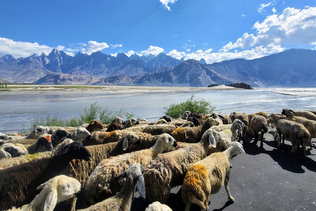 Sheep in front of Khaplu mountains in Pakistan