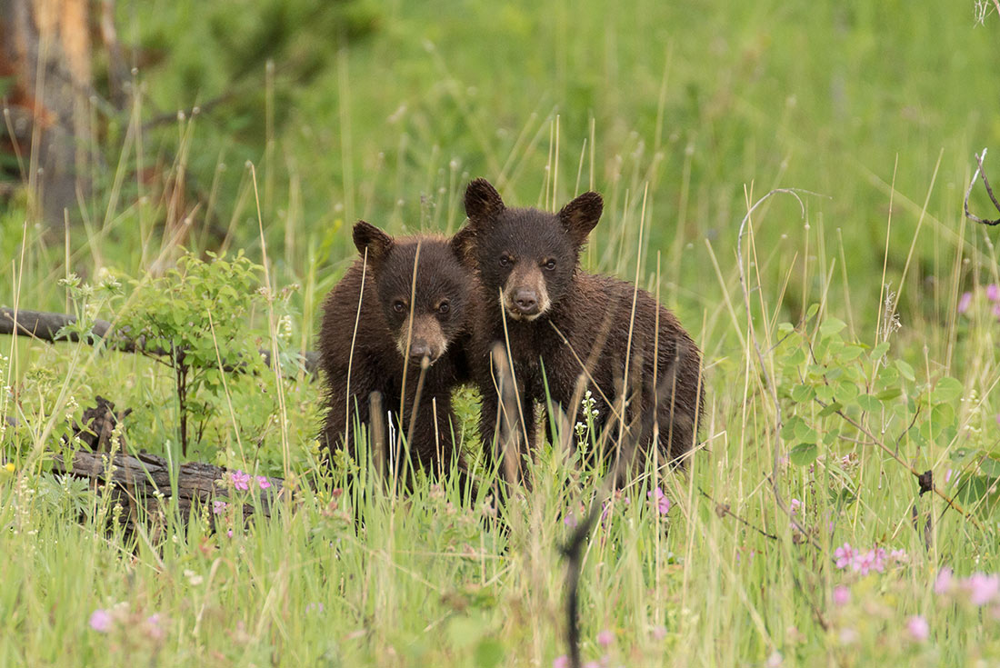 Adorable bear cubs, Yellowstone NP, Wyoming, USA