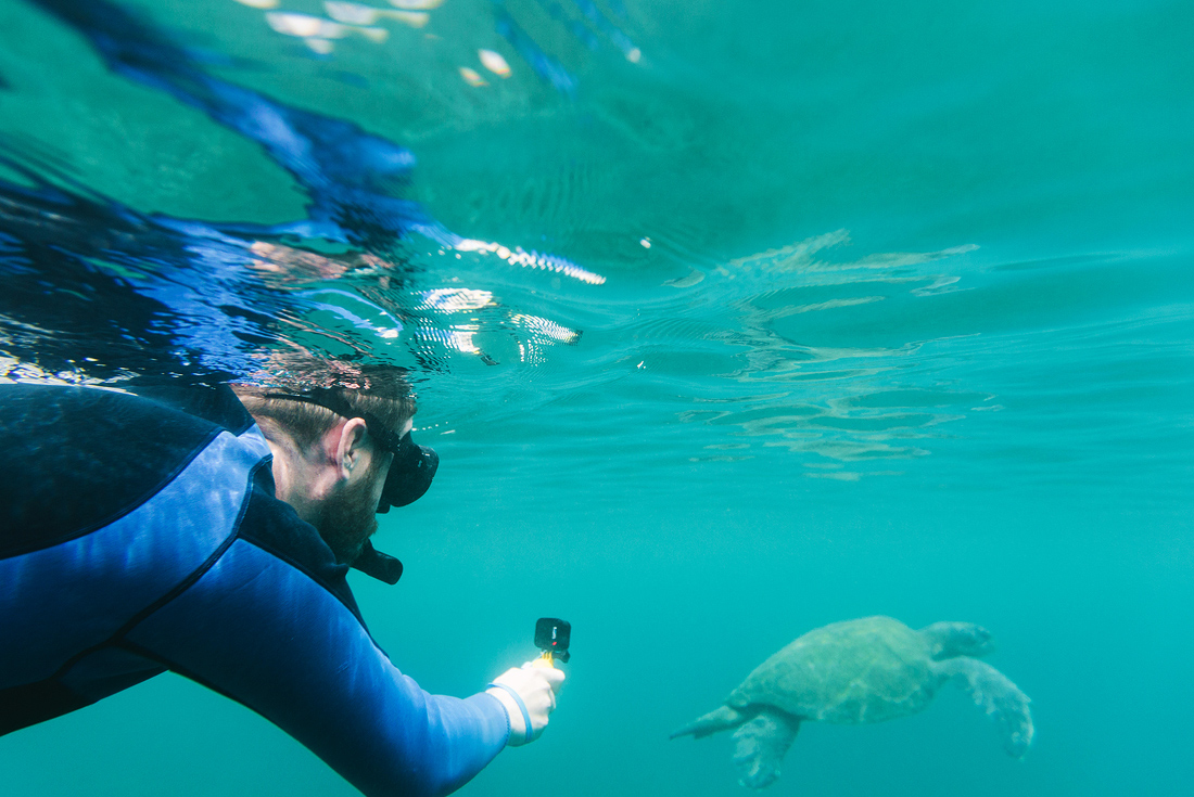 Snorkelling with sea turtles, Galapagos Islands