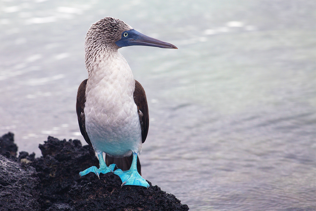 Blue footed booby looking out to sea, Galapagos Islands