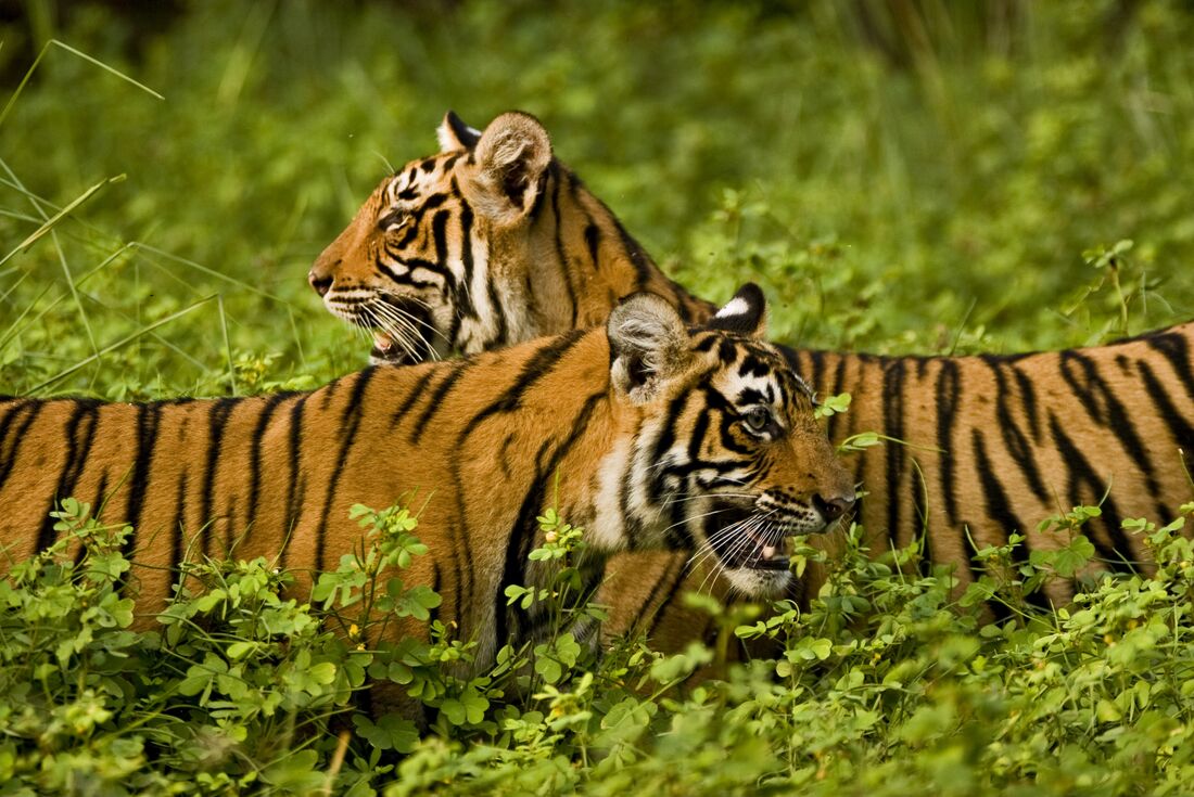 india ranthambore bengal tigers park