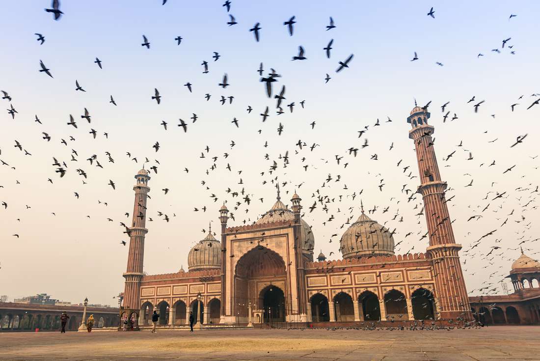 India delhi jama masjid birds