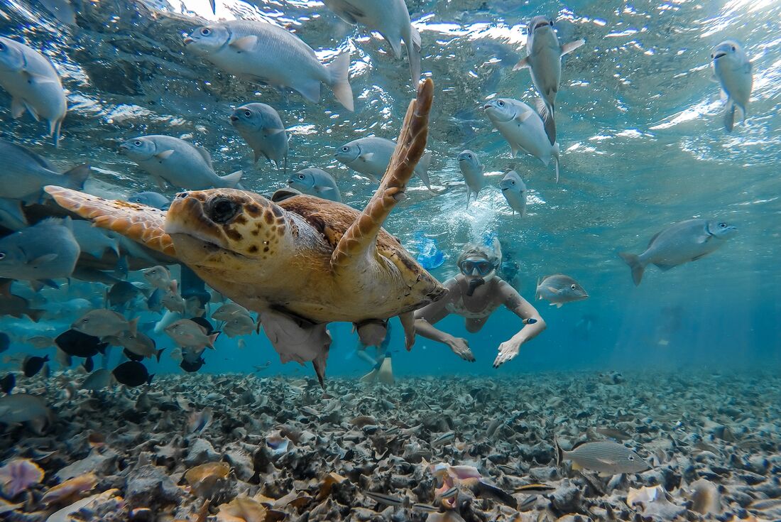 Snorkeling with turtles in Caye Caulker
