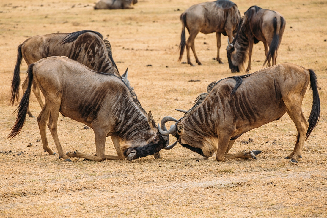Watch buffalo on safari in Ngorogoro National Park