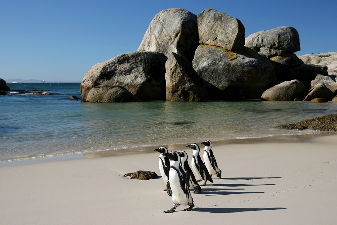 A group of cape penguins on Boulders Beach in Simon's Town