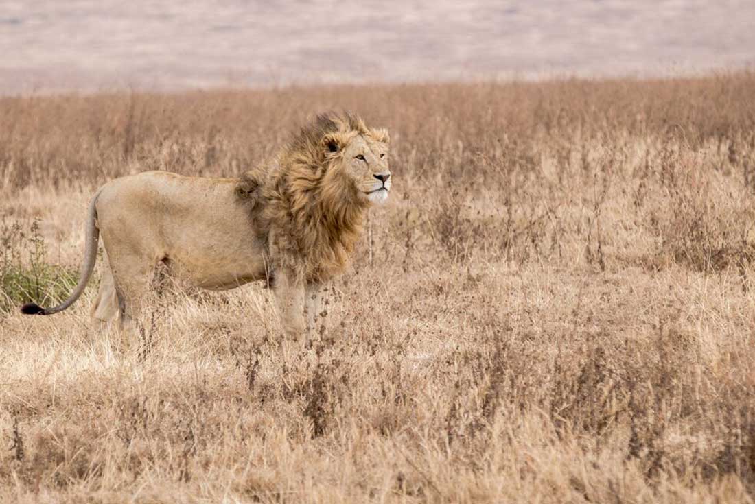 Lion stands in field in Ngorongoro