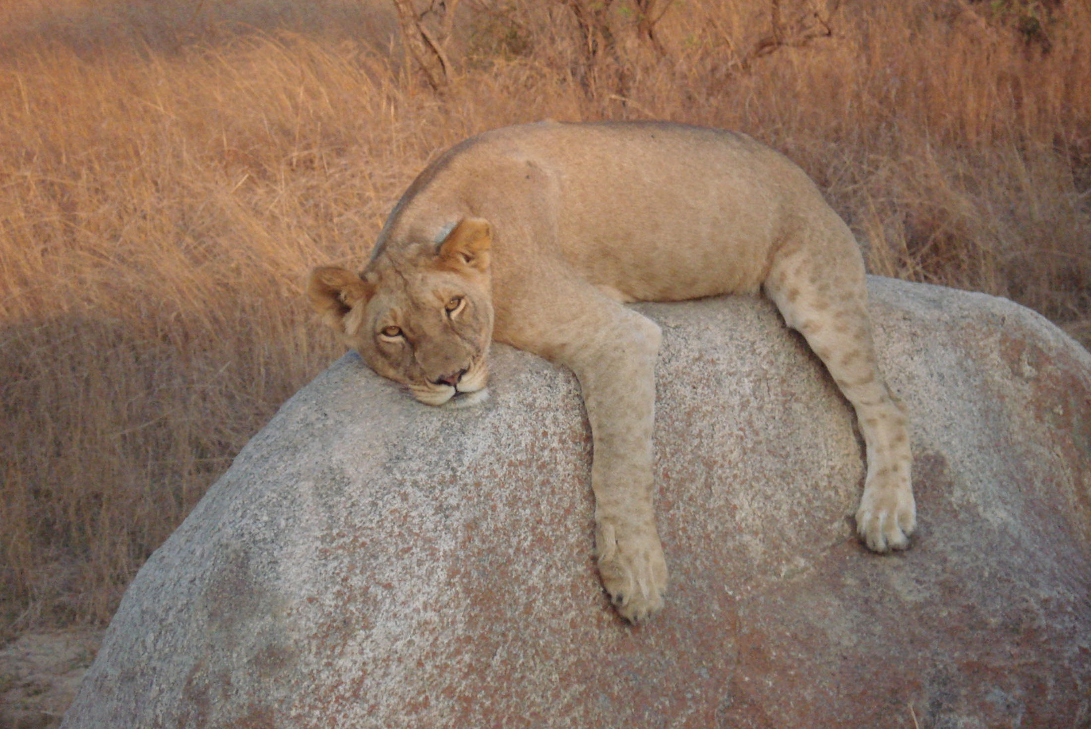 Zimbabwe lioness