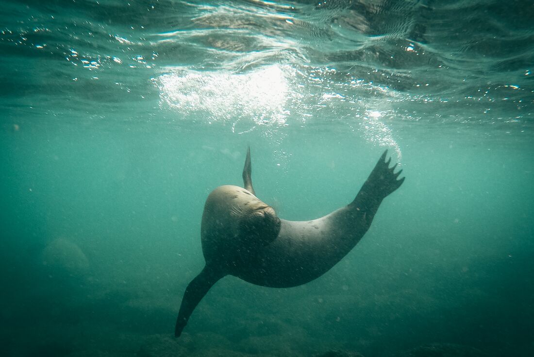 Sea lion plays underwater in the Galapagos