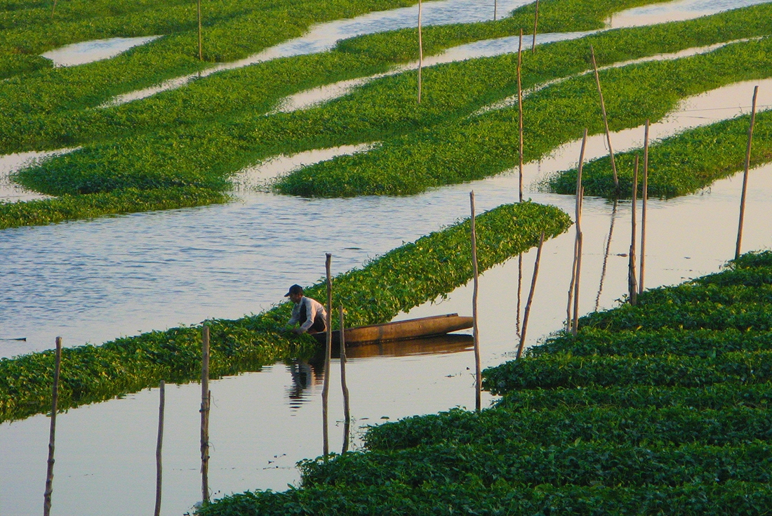 cambodia phnom penh ricefields