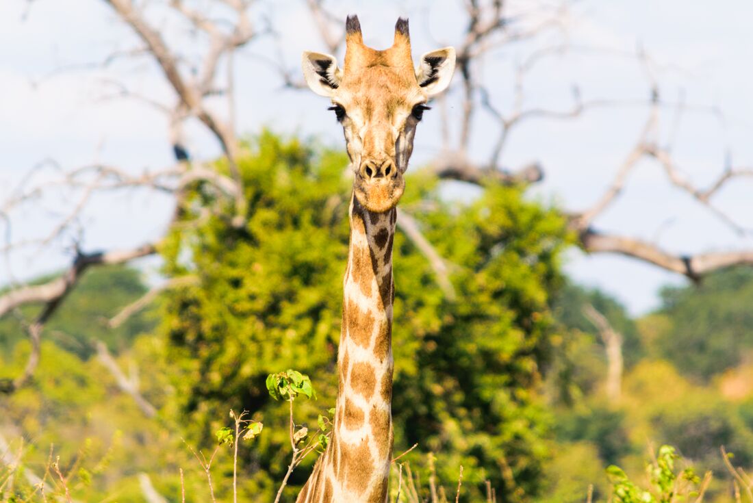Botswana-Chobe-national-park-Botswana_giraffe