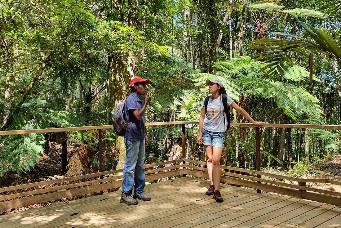Tourists standing beneath the ferns in Giant Fern Park, New Caledonia