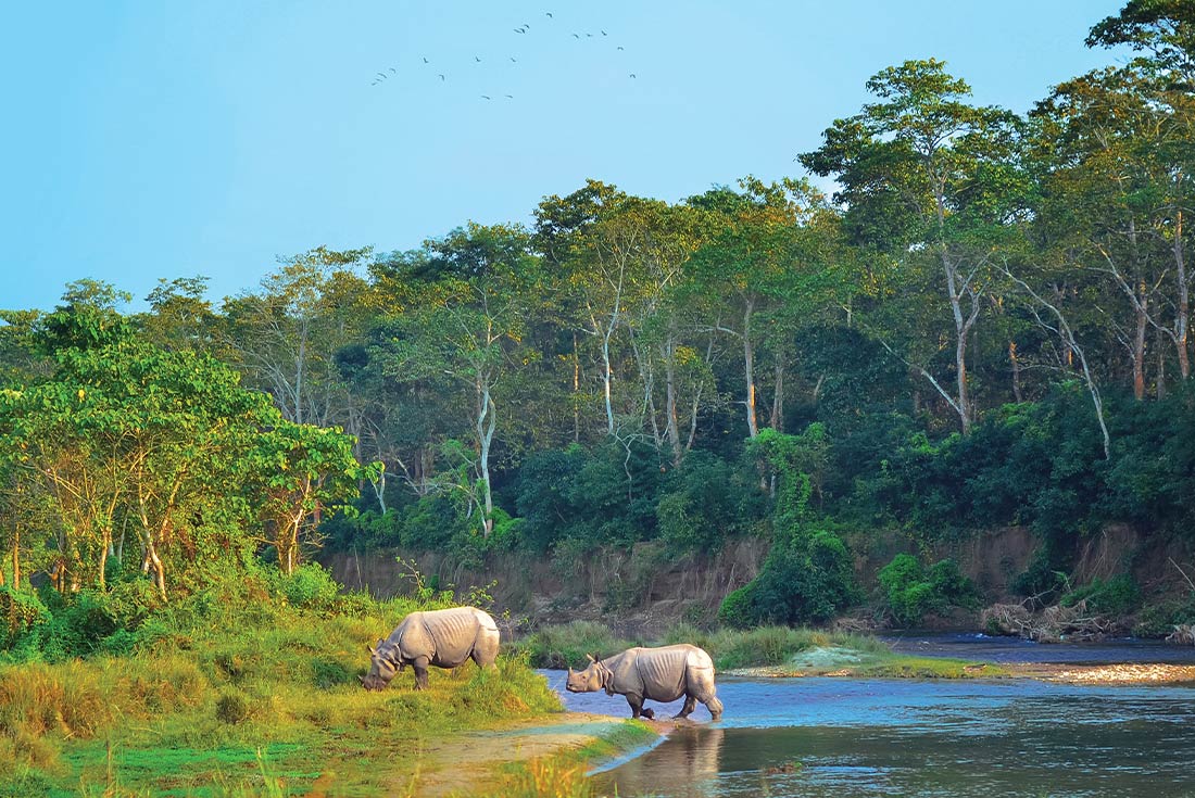 Rhino's in Chitin National Park, Nepal