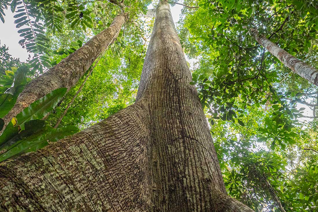 Amazon jungle large tree