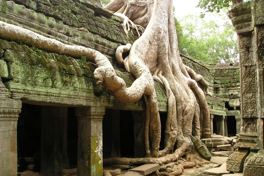 Tree roots wrap around temple ruins in Angkor Wat