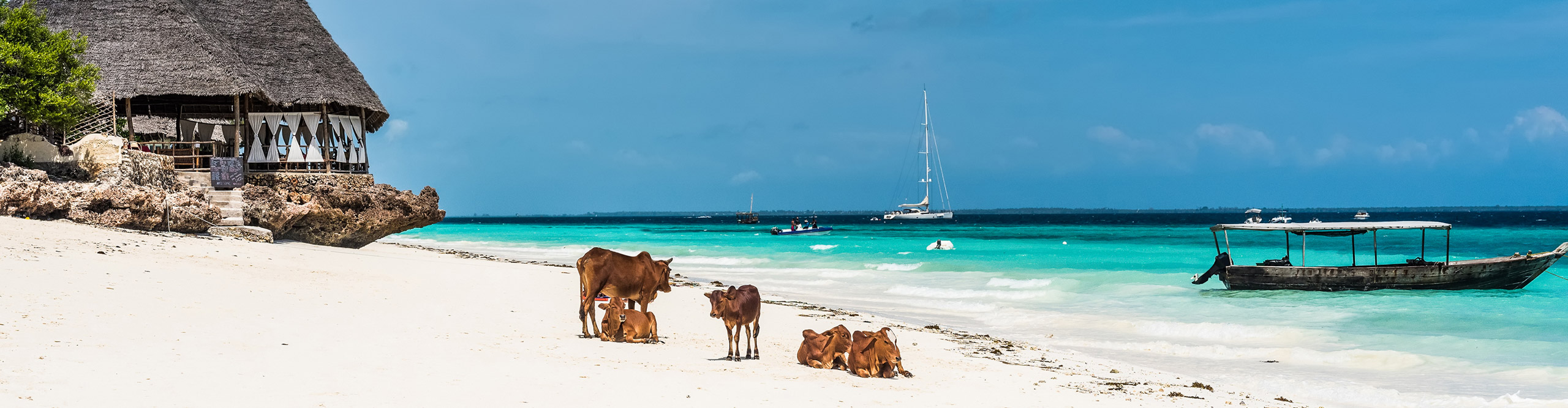 picturesque view with cows and house on the beach and a boat in water with blue sky, Zanzibar