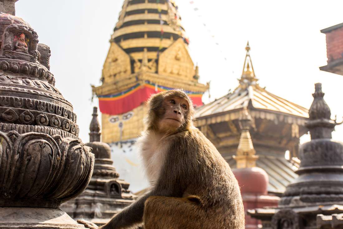 Nepal Kathmandu monkey