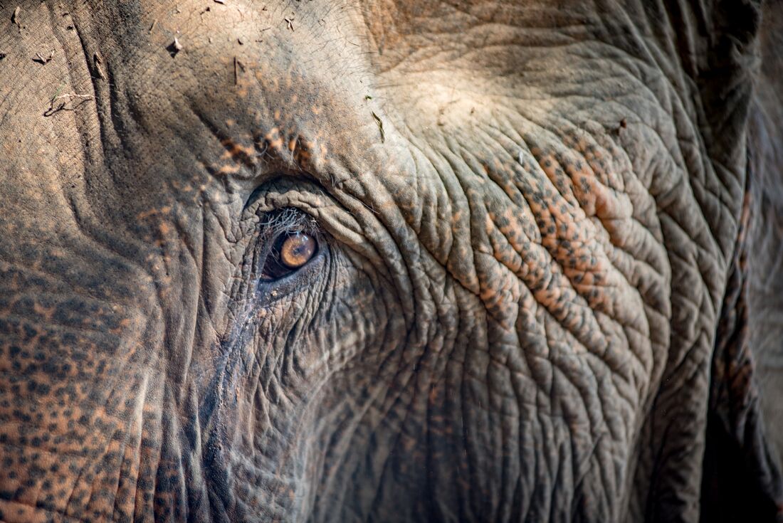 Close up of an Asian elephant's eye