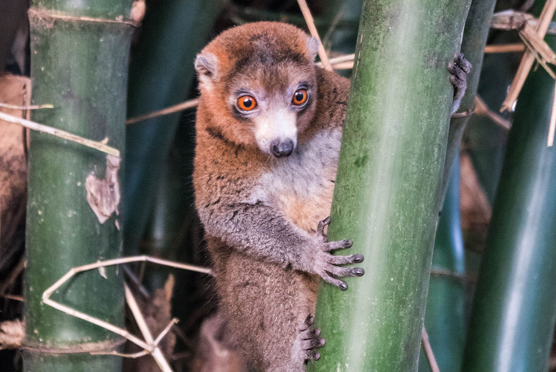 An upclose look at a Mongoose Lemur in Moheli, Comoros Islands