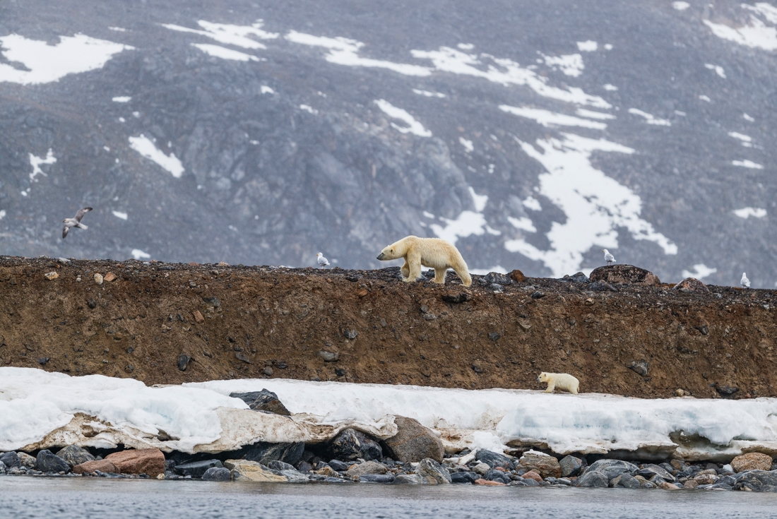 Polar Bear mother and cub walking along coast of Smeerenburg