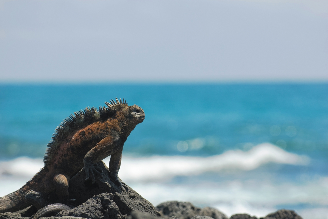 Marine iguana on a rock, Galapagos Islands, Ecuador
