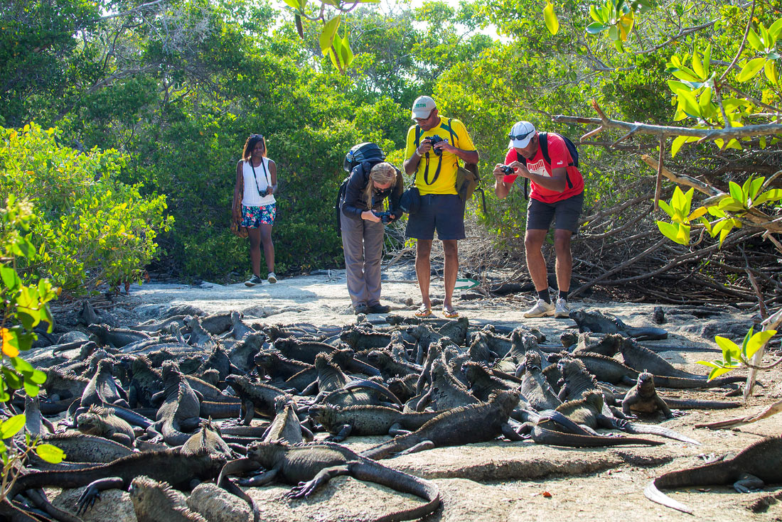 Group photographing marine iguanas, Galapagos Islands