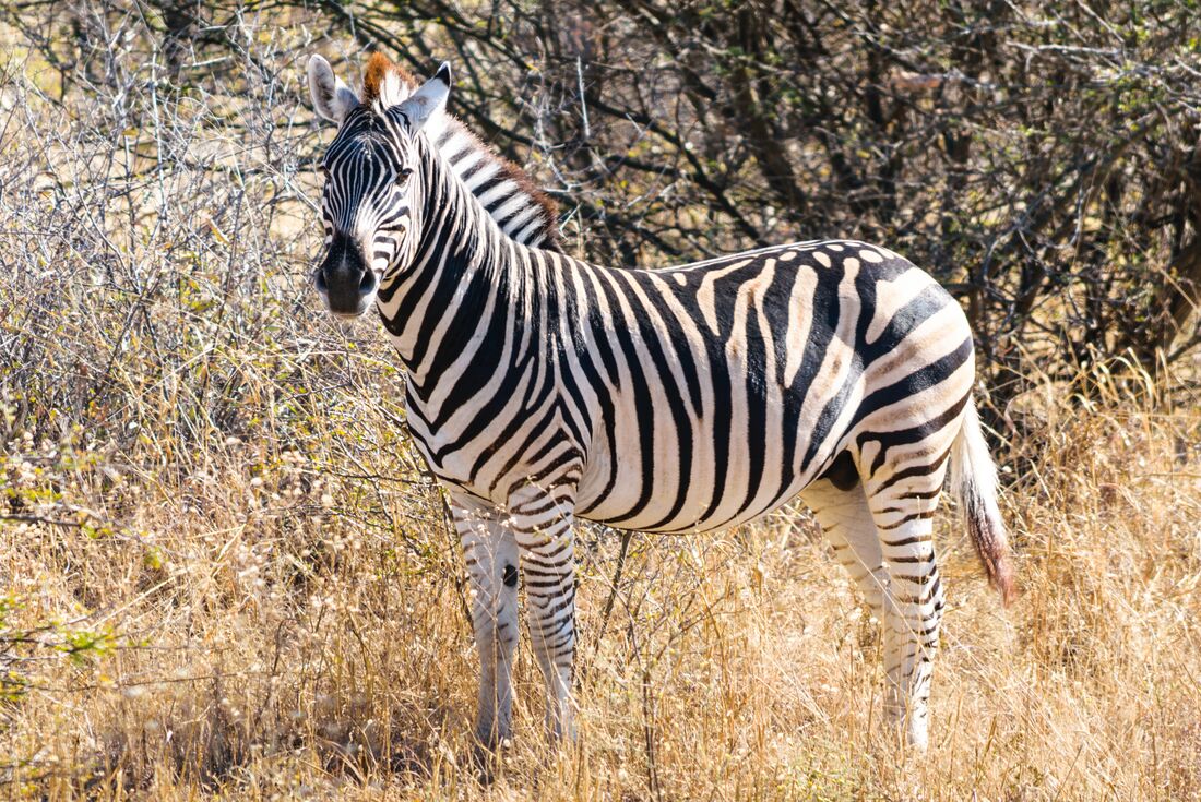 Makgadikgadi salt pans zebra