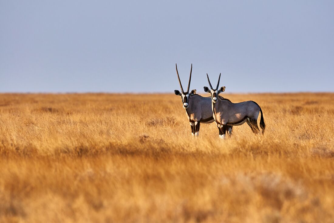 namibia_etosha_oryx-savanna-safari
