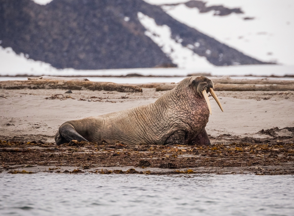 Walrus on the shore of Smeerenburg shore