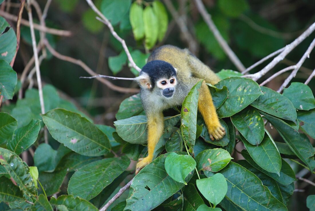 GGSGC_Peru_Puerto Maldonaldo_Amazon_monkey