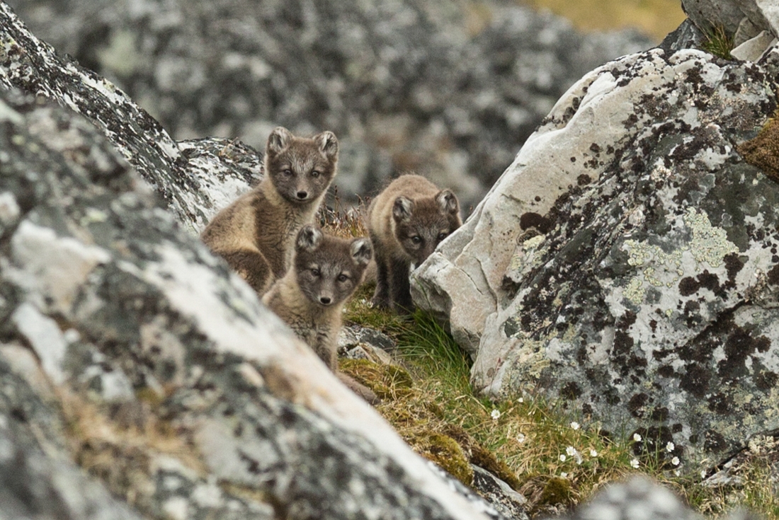 Arctic foxes huddle together amongst boulders in Svalbard