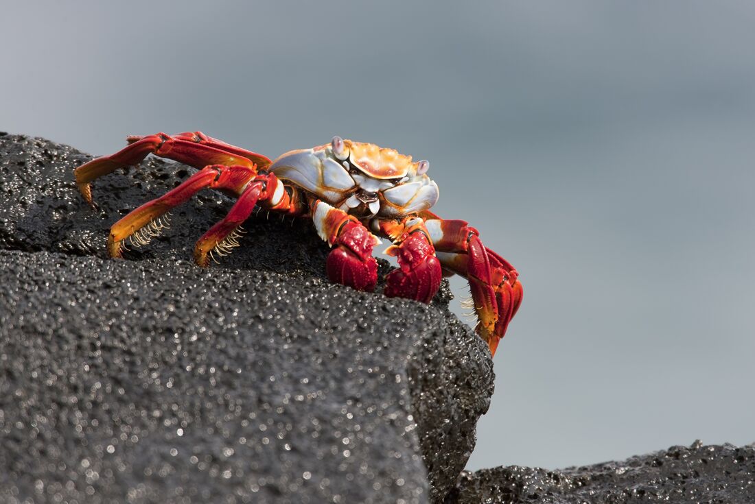 Bright red colours of the Sally lightfoot crab