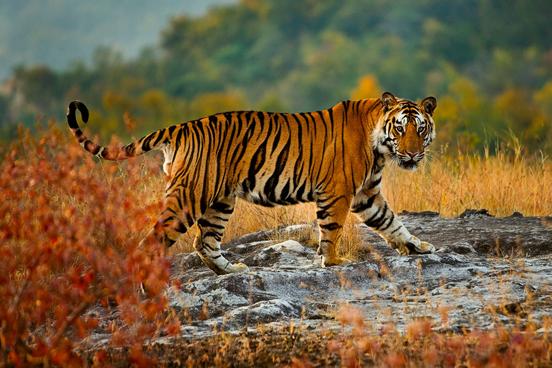 Bengal Tiger looks back at camera in Bandhavgarh National Park amidst green, red and yellow foliage