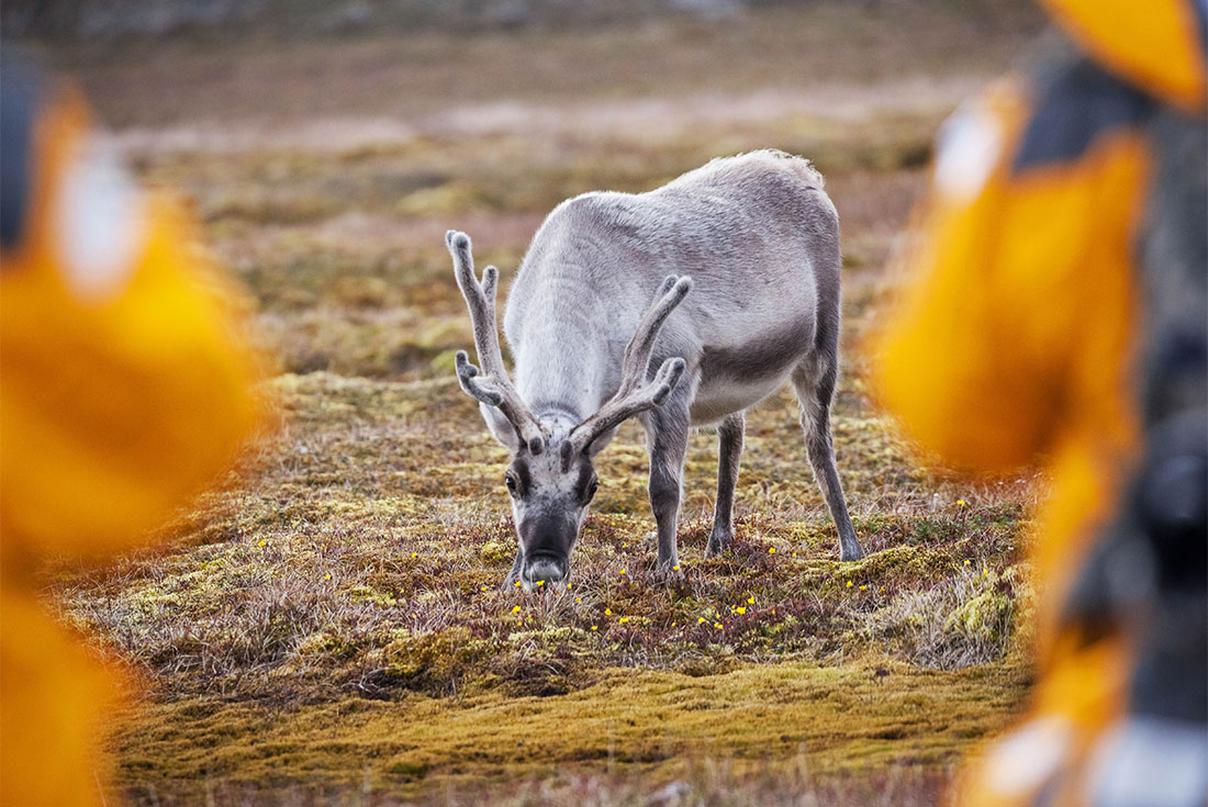Reindeer encountered close by travellers on a hike in Svalbard