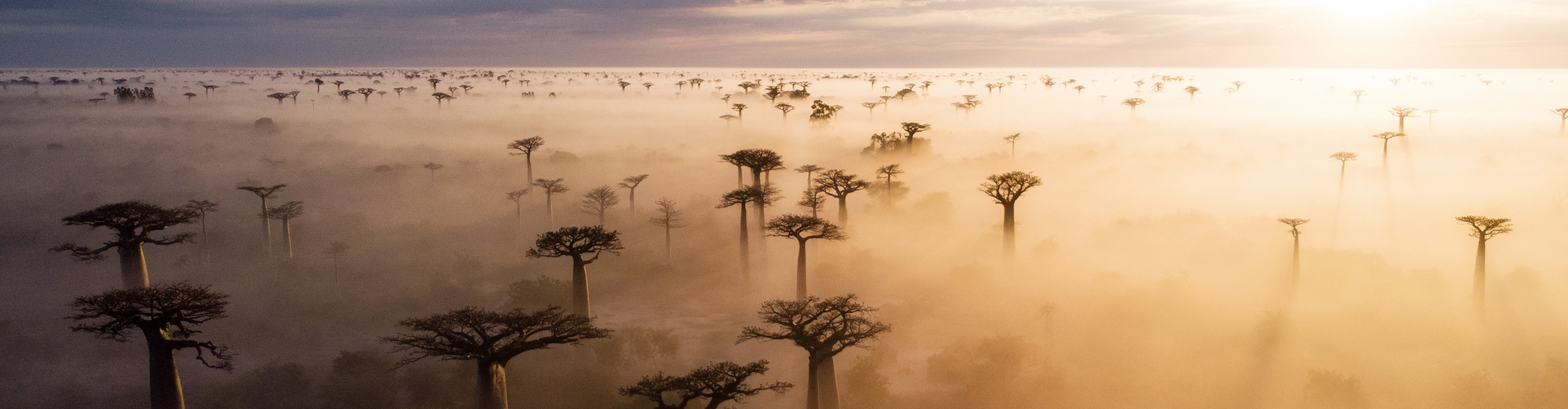 Aerial view of a misty golden sunrise at the famous Avenue de Baobabs in western Madagascar