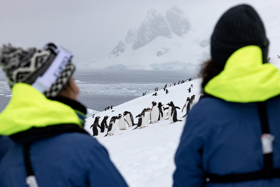 travellers enjoying a penguin colony, Antarctica