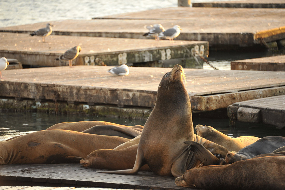 Sea lions soaking up the sun in San Francisco, California